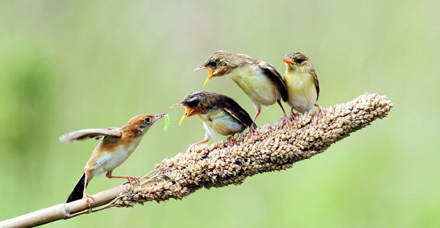 ইবরাহিম (আ.) ও চারটি পাখি