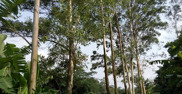 ইউক্যালিপটাস ও আকাশমনি গাছের চারা রোপণ-বিক্রি নিষিদ্ধ