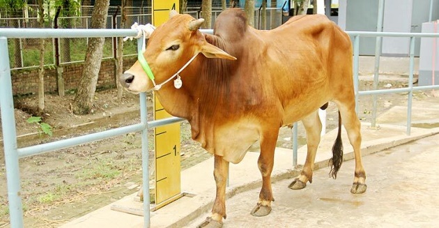 উপহার হিসেবে পাওয়া পশু কোরবানি করা যাবে কি?