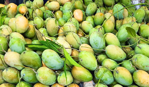 আম খেলে কি মোটা হয়ে যাবেন?