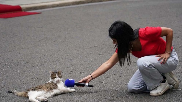 ব্রিটিশ প্রধানমন্ত্রীদের চেয়েও মেয়াদ বেশি যে বিড়ালের