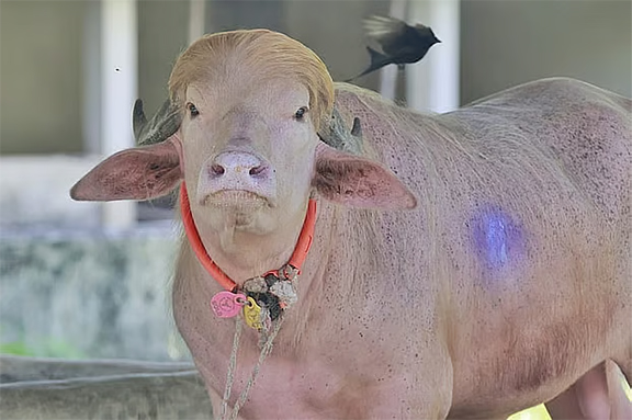 কেমন আছে খাঁচাবন্দী মহিষ ‘ট্রাম্প’