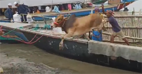 কোরবানি গরু