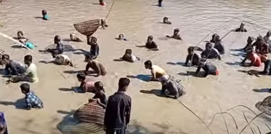 পলো বাওয়া’ উৎসব