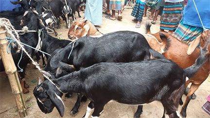 রাজধানী ঢাকার বুকে ছাগলের মেলা, খোলা থাকে সারা বছর ২৪ ঘন্টা
