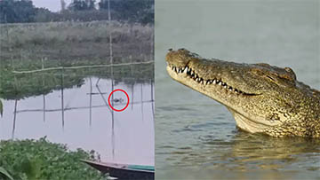 কুমির আতঙ্কে মানিকগঞ্জ