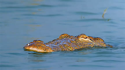 বিলুপ্তপ্রায় কুমিরের দেখা মিলল রাজশাহীর পদ্মায়