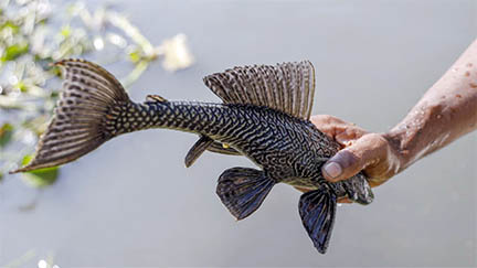 ফজলু মাঝি : ‘সাফা কইরা দিছেন’ বুড়িগঙ্গার সাকার ফিশ