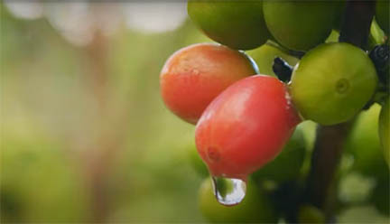 কফিপ্রেমীদের জন্য লুকানো স্বর্গ: