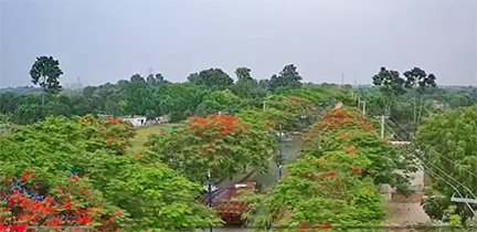 সোনালুর রঙে রঙিন রাজশাহী নগরী